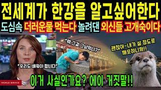 [해외감동사연]한강이 사기다? BBC가 놀란 한국 물의 위력, 유럽 전역이 뒤집힌 이유