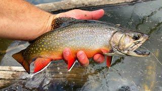 EXPLORING LAKES in the MOUNTAINS for CUTTHROAT and BROOK Trout!! (Catch & Cook)