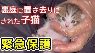 裏庭に置き去りにされた子猫を緊急保護 兄が初ミルクに挑戦したらこうなりました