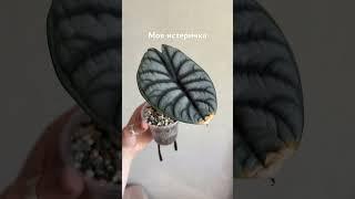 Серебряный дракон. Психанул, скинул корни, нарастил новые и так по кругу 