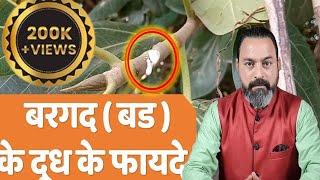 badh ke doodh ke fayde | बड दूध के फायदे | Ficus benghalensis | Banyan  | JadiButi Store