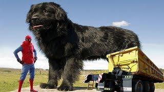 Top 5 Biggest Dog in The World 2017-18 | Largest Dog Breed in The world