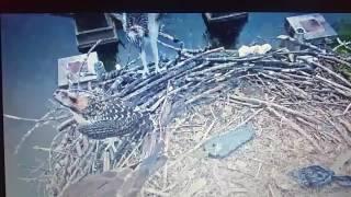 Osprey acrobatics in the RVA nest