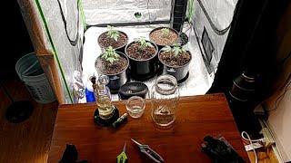 Beginner Budz Live Trim Sesh