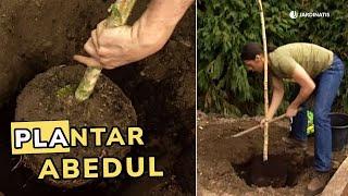 Plantación abedul: Conseguir un bosquete de abedules // Jardinatis