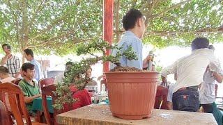 Bonsai ut vu Trần Quyền vũ sắp phát trực tiếp!