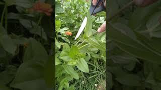 How to prune zinnias