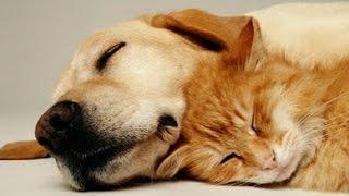 MUSIQUE TRÈS CALMANTE Pour Chiens et Chats  Sommeil Paisible, Soulage le Stress et l'Anxiété  3H