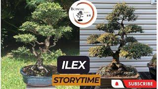 20+ years old Ilex | The Bonsai Supply Logo Tree |