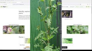 How To Identify Any Plant in Minutes For FREE