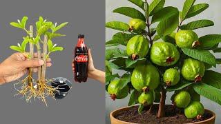 LIVEBest method to grow  Guava, Mango, Banana, Aloe vera, Lemon , Orange,  etc #livestream #live