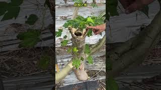 瓜農怎麼讓木瓜長的多又快呢?