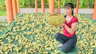 Harvest A Lot Of Silkworm Goes To Countryside Market Sell - Farm Life | Phuong Free Bushcraft