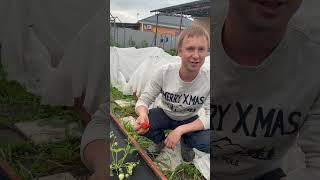 Первая клубника