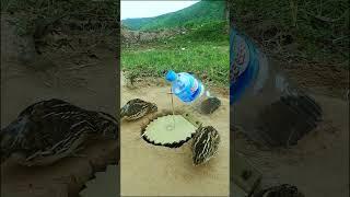 Unique Bird Trap Easy - quail trap #shortvideo #shortvideo