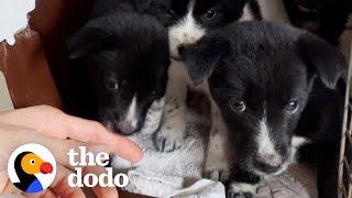 Woman Breaks Down Rescuing Puppies | The Dodo