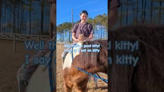 He has a taste for human flesh!#horse #equestrain #barncat #funny #fypシ゚ #subscribe #viralshort