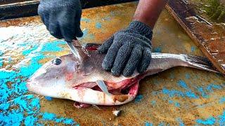 Amazing Fish Cutting Skills | Indian Ocean Fish Cutting In Maldives Fish Market