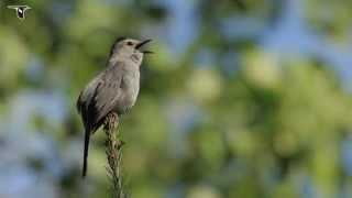 Gray Catbird singing