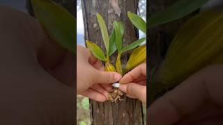 grafting dendrobium in wild forest #short