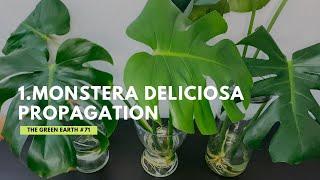 #71 : How to propagate Monstera Deliciosa in Water? Propagation of Swiss Cheese Plant | PART 1