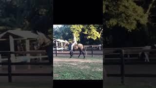 POTRA TORDILHA MARCHADEIRA EXCELENTE ANDAMENTO RECÉM DOMADA RANCHO MATUTO BRAGANÇA PAULISTA