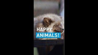 Happy Animals in spring