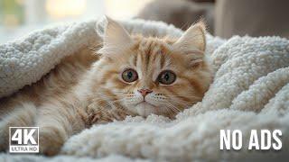 EXTREMELY Soothing Cat Therapy Music - Relax Your Cat! Cat Music - Music to Help Your Kitty Sleep