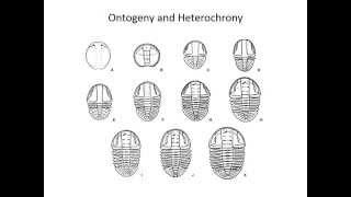 Ontogeny and heterochrony