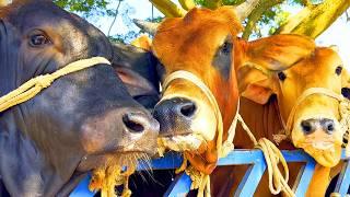 cow unloading, cow videos, cow video, animal, big cow, goru hamba cow, Ep-148