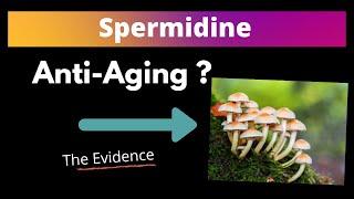 Spermidine Review: Is It Anti-Aging?