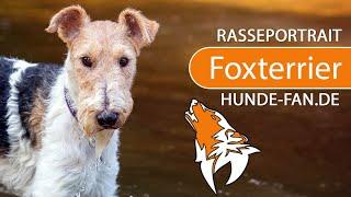 ► Fox Terrier [2020] History, Appearance, Temperament, Training, Exercise, Care & Health