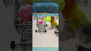 Smart bird Videos Training  | Amazing smart parrot  #parrot