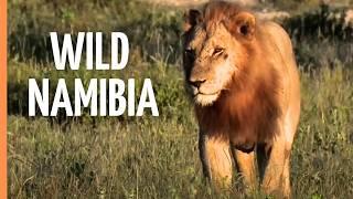 Africa's Last Secret Paradise: Namibia's Untouched Wilderness | Full Documentary