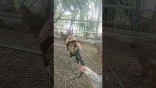 Wild chicken beautiful #garung #birds #garung #birds #garung #chicken