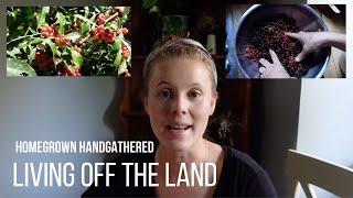 Living off Wild Food! (Black Cherries and Autumn Olives)