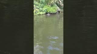 Manatíes en Tortuguero