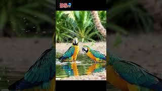 (Buồn Cười Vãi ) Vẹt Nói 'Ta Về Ta Tắm Ao Ta' #đstv #funny #đờisốngthúvị #parrot