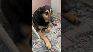 Ммммм какая у нас Люсенька #собака #моясобака #собаки #животные #люся