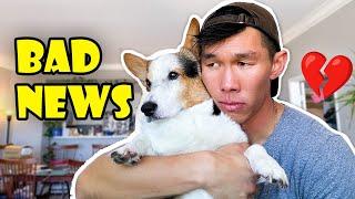 My Corgi's Cancer Scan Results: Good & Bad News || Life After College: Ep. 781