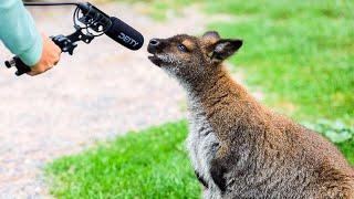 Interviewing Animals @ Kangaroo Farm CANADA