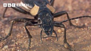 The Scary World of Creepy Crawlies | BBC Earth Kids