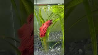 #부화기 #치어 #먹이 #구피 #베타 #무환수어항 #fish #aquarium #물고기 #hanoi #vietnam #aquarium #korean #물고기