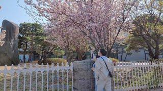 𝗦𝗘𝗢𝗨𝗟 Spring walk-Yeouido Cherry Blossom Festival