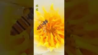 인연 #수련 #연꽃단지