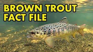 Brown Trout: Fact File (British Wildlife Facts)