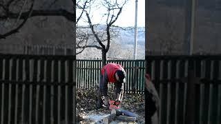 Моя старая бензопила заводится и работает как новая  #chainsaw #stihl