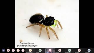 Introduction to Spiders Identification First Part