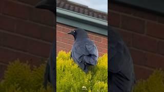 How smart are crows and Ravens? Genius Birds