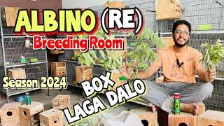 ALBINO RE Breeding Room | Box Laga Dalo | Season 2024 Albino Red Eye Breeding Pairs